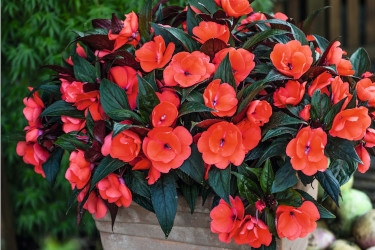Impatiens-Tamarinda-Salmon Night -Variety-Thumbnail.jpg